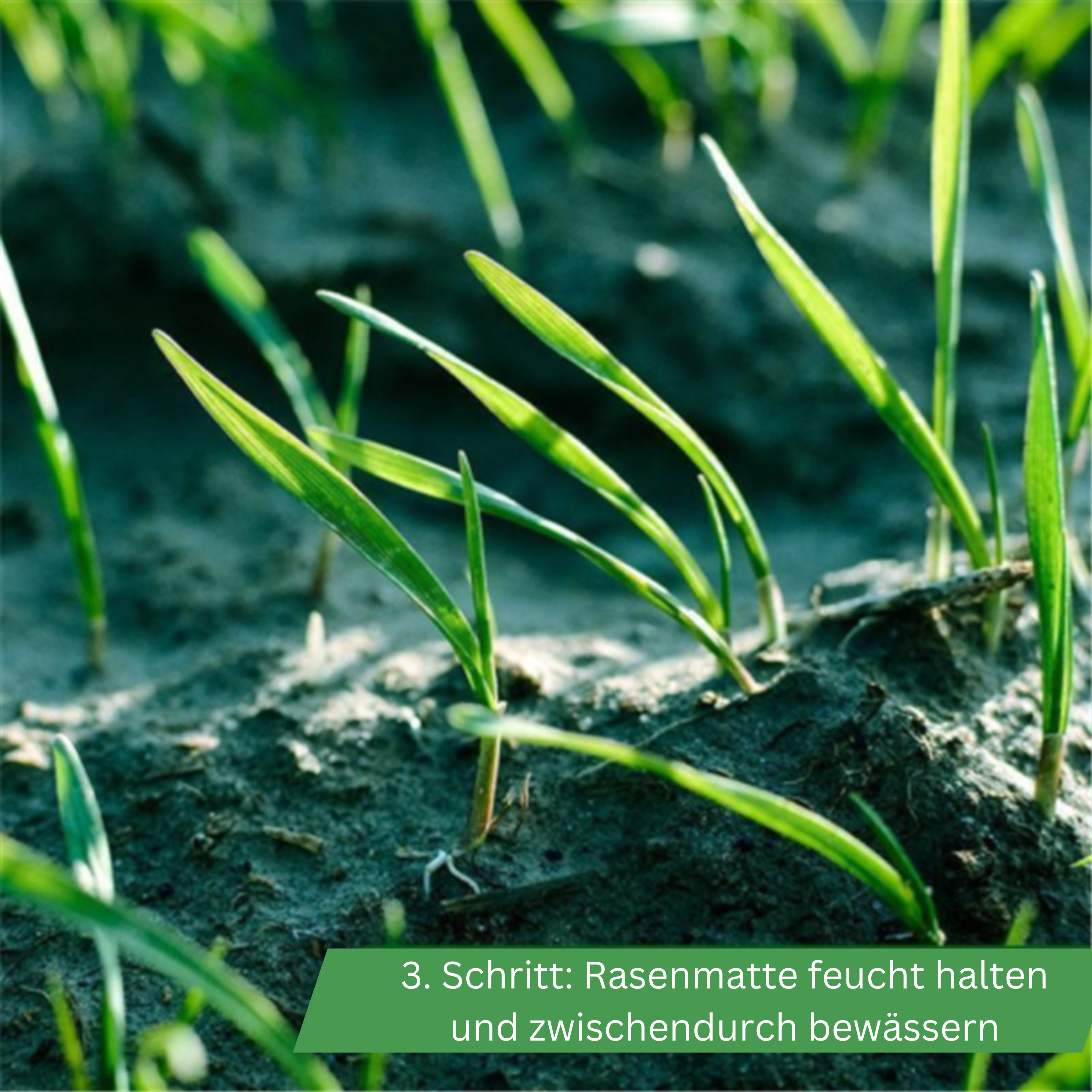 Biologisch abbaubare Grassamenmatte - Perfekt platzierte Rasensamen